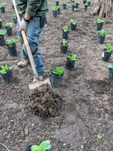 When planting hostas, it is important to dig a hole wide enough to accommodate all the roots of the hosta to be planted without cutting or folding them. Chhiring digs the holes as Phurba plants them.