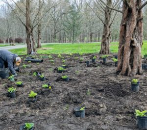 The team works quickly and safely - always practicing recommended social distancing guidelines. Once established, hostas will tolerate occasional dry soil, but they will not survive long periods of drought unless regularly watered – they prefer moist, well-drained soil.