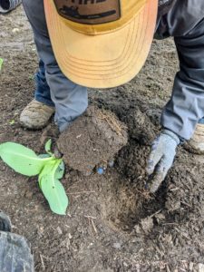 Hosta roots usually extend as far or further from the center of the plant as the foliage does. Phurba checks the roots to ensure none are badly tangled and then loosens the root ball before placing it into the ground.