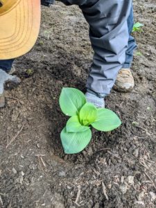 Hostas do not grow deep into the soil – only about the length of the shovel scoop.