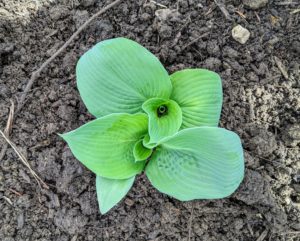 It is important to allow plenty of room to accommodate a hosta's mature size. Small varieties spread three times as wide as they are tall. Medium-size varieties spread twice their height, and the larger varieties are at least as wide as they are tall.