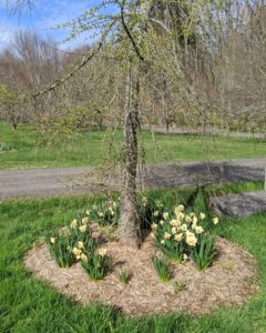 We also planted some under the weeping larch at the end of the Pin Oak Allee. The weeping larch, Larix decidua “Pendula” is a European larch cultivar that grows to 10 to 12 feet, boasting long, weeping branches.