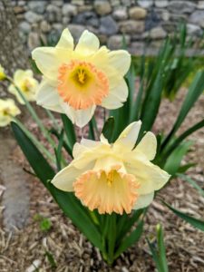 These blooms show the distinct perfectly formed three-inch white perianth surrounded by the pale, yellow cup.
