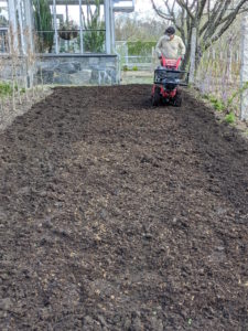 As he moves, Phurba makes sure to overlap his passes slightly, so every bit of soil is covered. Tilling also helps to level the ground as it turns over the soil. Only rototill when the ground is moist, but not wet – the soil should still crumble when picked up.