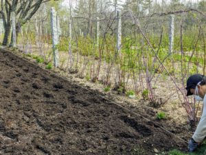 In my gardens, I try to use every bit of space for planting, but it is important to plan the space for when the plants are mature and most productive.