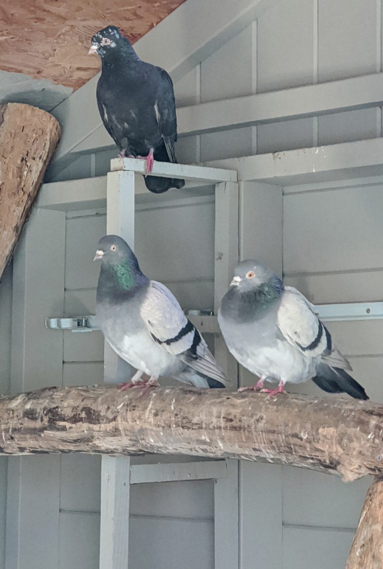 My Pigeons at the Farm - The Martha Stewart Blog