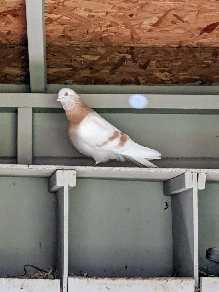 My Pigeons at the Farm - The Martha Stewart Blog