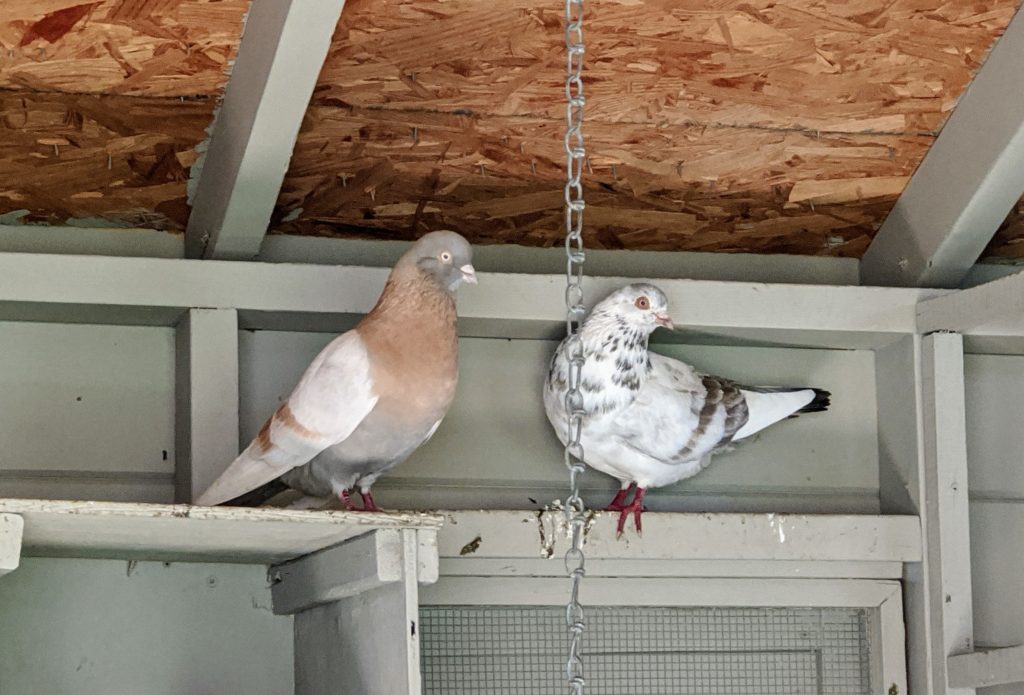 My Pigeons at the Farm - The Martha Stewart Blog