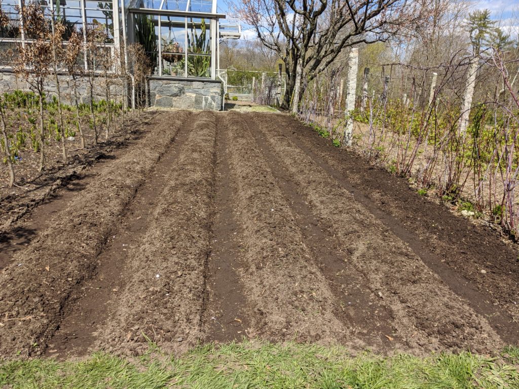 Planting A Strawberry Patch - The Martha Stewart Blog