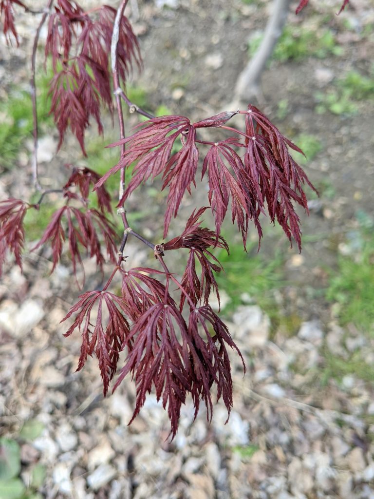 Pruning and Grooming the Japanese Maples - The Martha Stewart Blog