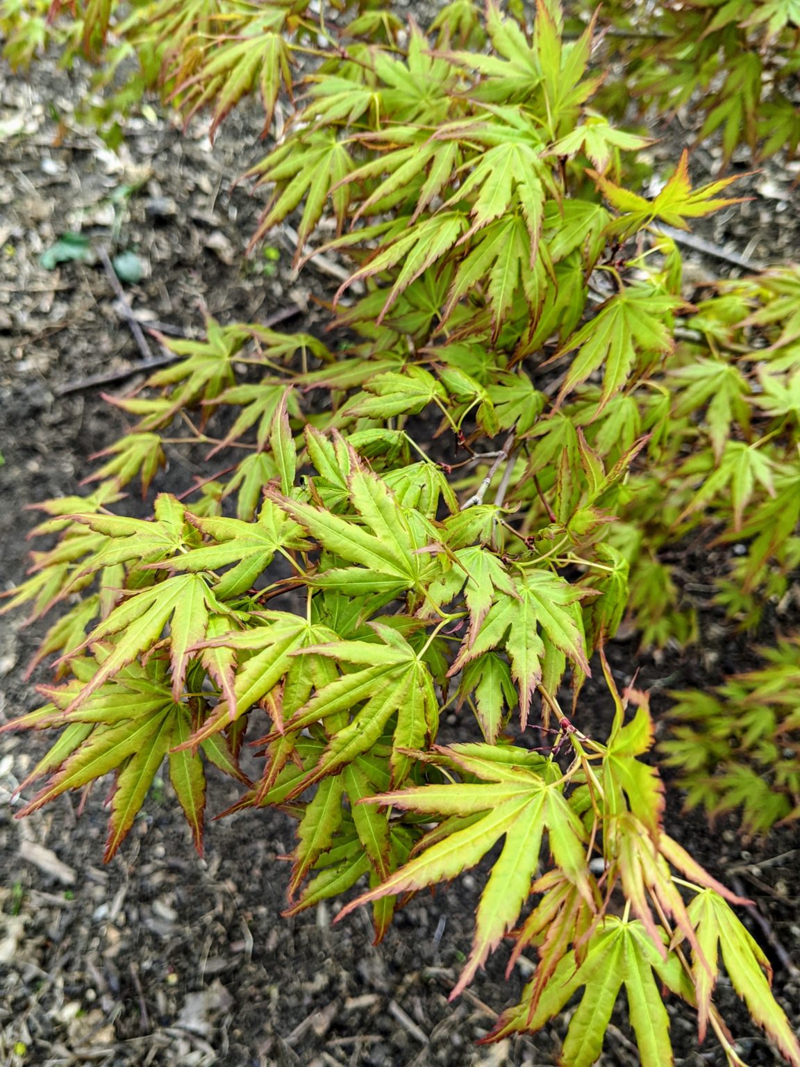 Pruning and Grooming the Japanese Maples The Martha Stewart Blog