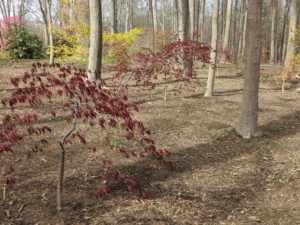 By day's end, the area looks great. Japanese maple trees are particularly suitable for borders and ornamental paths because their root systems are compact and not invasive. Through this woodland grove, they line both sides of the carriage road.