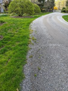 I have four miles of gravel-covered carriage road at my Bedford, New York farm. It's important to edge it regularly, so the roads look tidy. This section of road heads toward my Winter House. It is ready to be edged.
