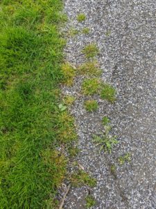 Here's a closer look at how the grass has grown into the gravel making it difficult to see the exact edge where the carriage road and lawn meet.