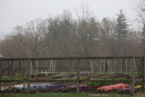 In the cutting garden, fragrant hyacinths offer splendid springtime cheer.  Those are real geese, by the way, and not garden ornaments.