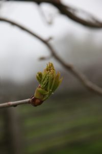 An opening bud of a chestnut tree