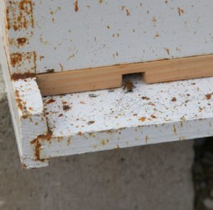 There's very little bee activity outside the hive.  To protect from the cold, the hive entrance reducers have been put in place.