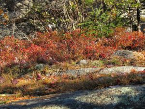It's intriguing how grasses and other small flora grow so well in rock crevices.