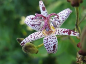 Blooming in September into October is tricyrtis, commonly called 'toad lily,' supposedly because many varieties have purple spotted flowers.