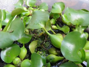 Free-floating water hyacinth has dark green leaves, which are attached to spongy, inflated petioles.  These plants are highly invasive in southern climes.