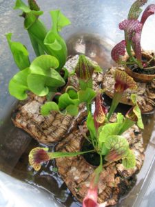 These lovely things are pitcher plants and I'll tell you about them tomorrow.
