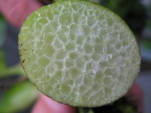 This is a cross-section of a petiole, revealing many small air chambers, which keep the water hyacinth afloat.