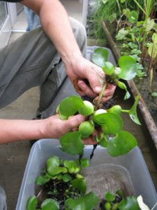 To divide large clusters of water hyacinths, you just pull them apart.  These plants will eventually send up a flower spike with beautiful blue-violet flowers.