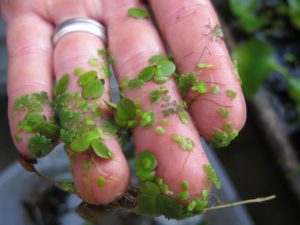 The family of duckweeds are the smallest flowering plants and float on or just below the water surface.  High in protein, ducks and other aquatic birds consume duckweed and often transport it to other bodies of water.