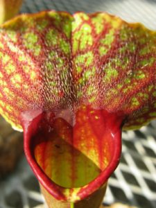 Carnivorous plants are fascinating because, even when they are not trapping insects, their unusual forms are intriguing.