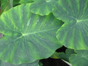 The giant leaves of alocasia