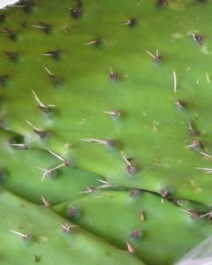 A closeup of the nopales leaves - The spines and eyes need to be cut out before preparation.