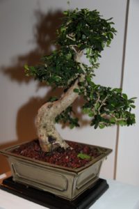 We gave our honorees beautiful bonsai trees from Shanti Bithi http://www.shantibithi.com/bonsai.htm