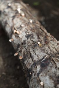 A closer look - you can see the shiitake stems still protruding from the log.