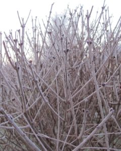 These upright branches belong to Syringa standard or standard lilac.  It's so fragrant in the spring with its clusters of lilac flowers.