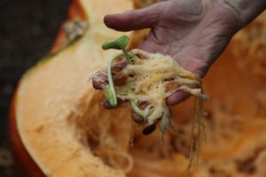 I was very surprised to see actual pumpkin seedlings growing inside the pumpkin!