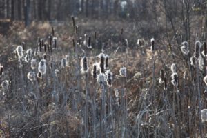 The cattails in the wetlands have gone to seed.