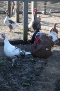 These heritage breed turkeys were fed a great diet and were able to wander free-range throughout the day.