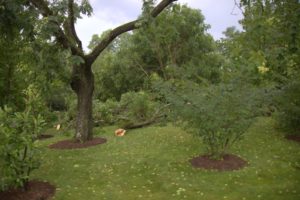 Several large branches were torn from this linden tree.