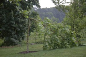 One of my recently planted sycamores ruined