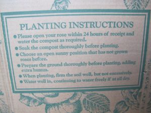 Rose bushes come either bare root or in containers.  Container roses, make great gifts.  They arrive planted in tall plastic pots filled with rich compost.  These are the planting instructions.