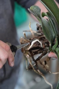 With sterilized shears, any dead roots are cut away.