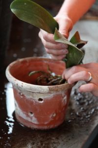 Shaun positions a trimmed orchid in a clean pot.