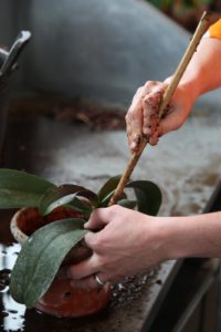 With each handful added, Shaun uses the blunt end of a stick to tamp the media into the orchid roots.  Orchids like to be anchored securely.
