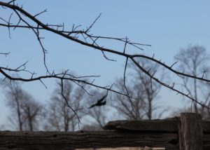 There is a large family of crows at the farm.  These highly intelligent birds keep a watchful eye out for hawks and do a fine job of chasing those birds of prey away.