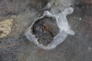 The water beneath the ice was bubbling up out of this hole.