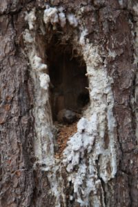 Look carefully inside this woodpecker hole.  There is an acorn brought here, most likely, by a squirrel.