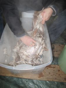 After the hot water bath, the feathers are actually quite easy to pull out.