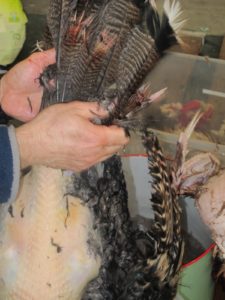 Plucking the tail plumes