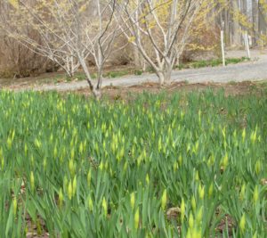 Daffodils ready to pop with witch hazel trees in the background