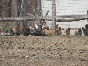 The cutting garden is located adjacent to the chicken coop.